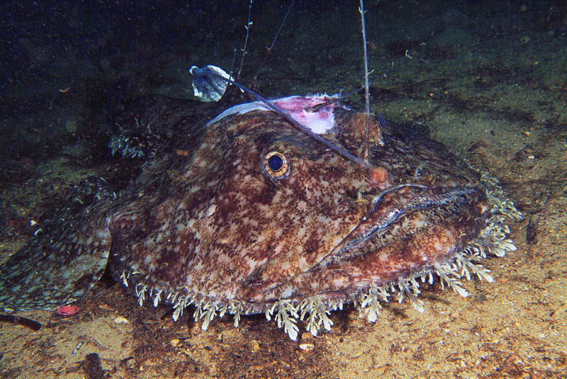 Lophius piscatorius 